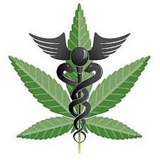 Chili : première récolte de cannabis autorisé à des fins thérapeutiques