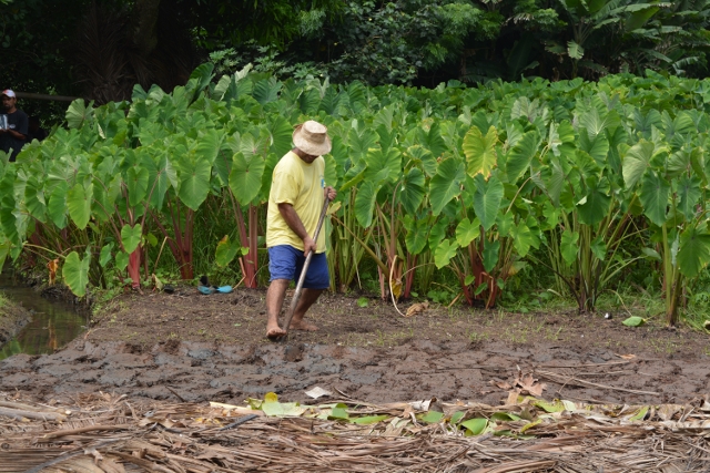 La chambre propose dix recommandations. Elle encourage notamment l'établissement à « développer les actions de remédiation et à fixer des objectifs chiffrés en matière de lutte contre l'échec scolaire »