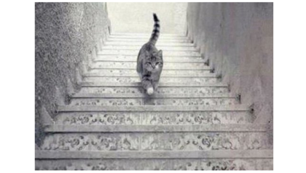 Photo Est Ce Que Ce Chat Monte Ou Descend Les Escaliers Photo Est Ce Que Ce Chat Monte Ou Descend Les Escaliers