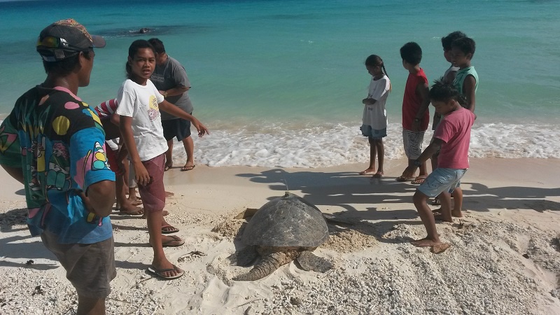 Lâcher d'un mâle de tortue verte balisé à Tikehau. Des centaines d'écoliers ont ensuite pu suivre ses pérégrinations dans le lagon de l'atoll.