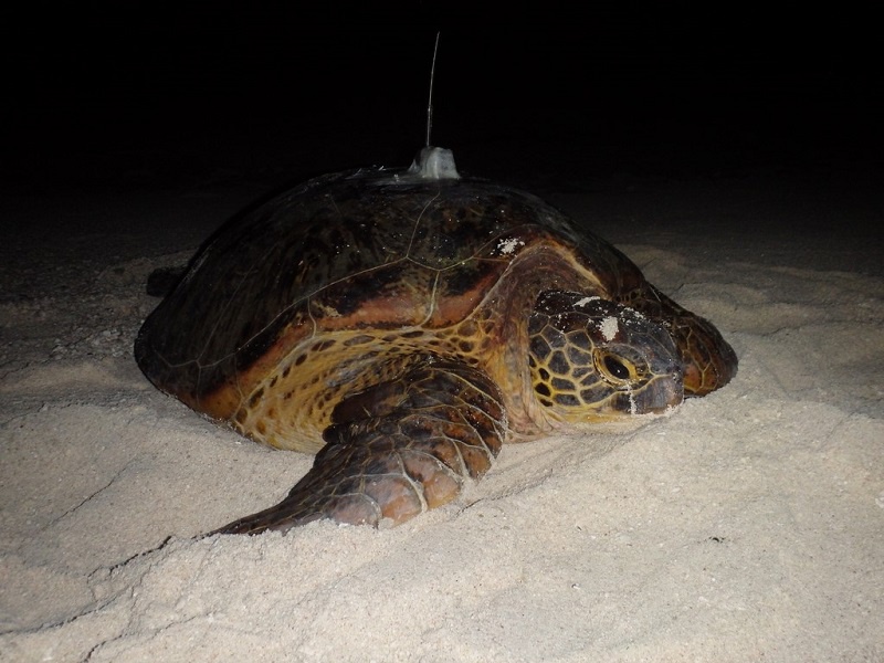Purotu prête à repartir de Tetiaroa direction le Nouvelle Calédonie après avoir reçu son traceur.