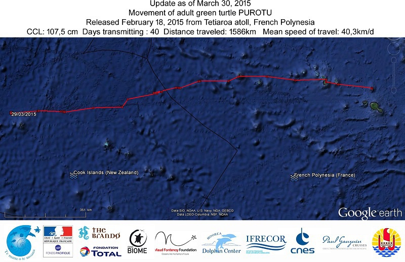 Six tortues polynésiennes sont les stars de centaines d'écoliers dans le monde