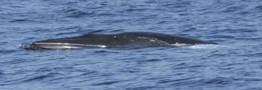 Un spécimen rare de baleine va faire la joie des scientifiques australiens