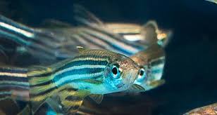 Des poissons-zèbres pour détecter les toxines, Grand Prix du salon des inventions de Genève