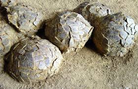 Chine: des dizaines d'oeufs de dinosaures retrouvés sur un chantier