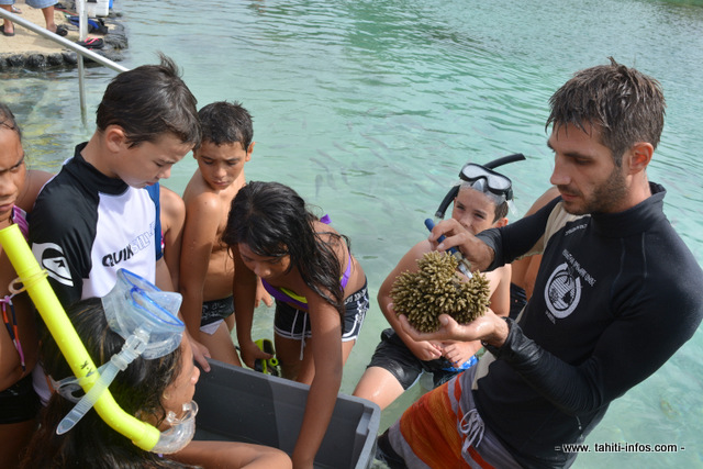 Préparation des boutures de corail.