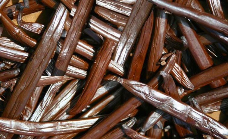 Le conservatoire de vanilliers polynésiens obtient un label du Centre de Ressources Biologiques