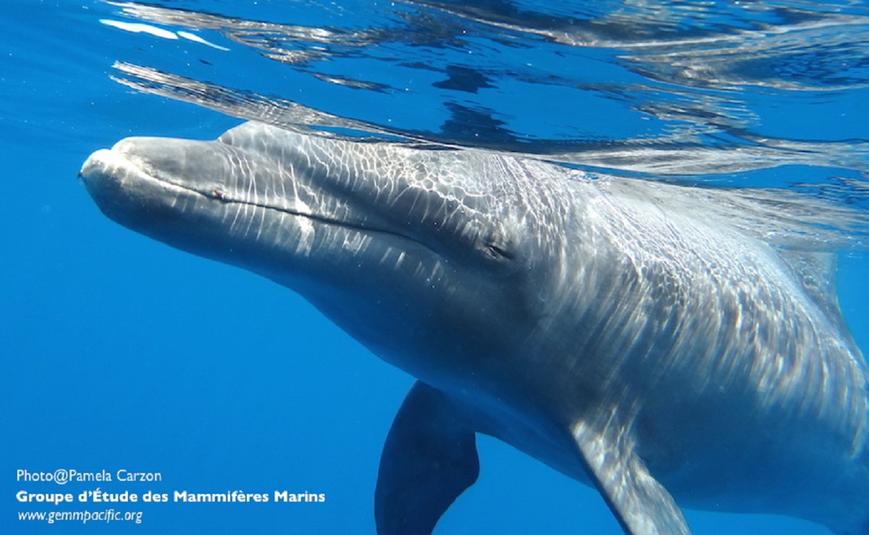 Le GEMM a pris de nombreuses photos et des vidéos de Luna lors de son séjour désespéré dans la passe de Tiputa à Rangiroa. Les vidéos seront mises en ligne prochaine sur le site Internet du GEMM, à suivre sur : www.gemmpacific.org