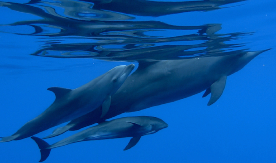 Muffin le petit dauphin d'Electre avec sa maman d'adoption une dauphin Tursiops Thaïs et sa fille naturelle Hianau (Photo Alain Portal, GEMM).