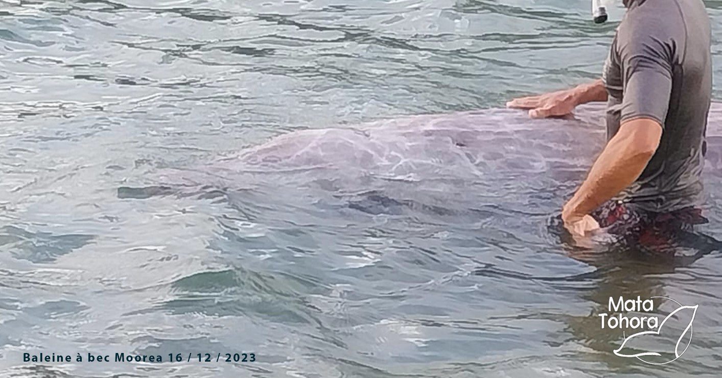 Une baleine à bec échouée à Moorea