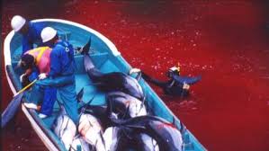 Chasse au dauphin: le Japon choqué par une sanction de l'Association mondiale des zoos et aquariums