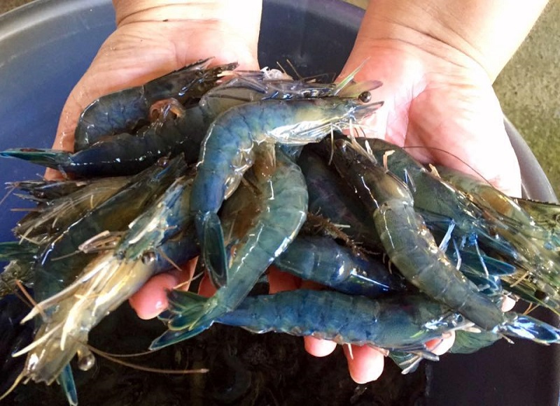 300 kg de crevettes bleues volées à Mitirapa