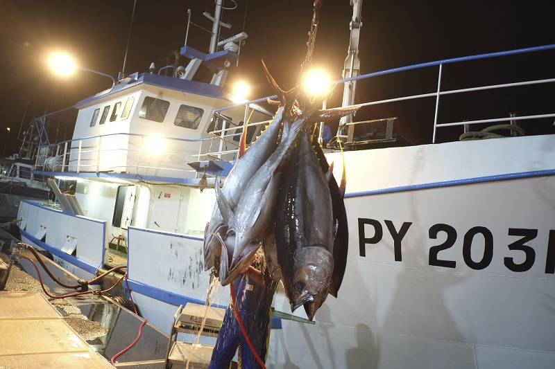 Chaque semaine, entre 800 kilos et une tonne de thon sont exportés par Air Tahiti vers Rarotonga. Crédit photo : Greg Boissy.