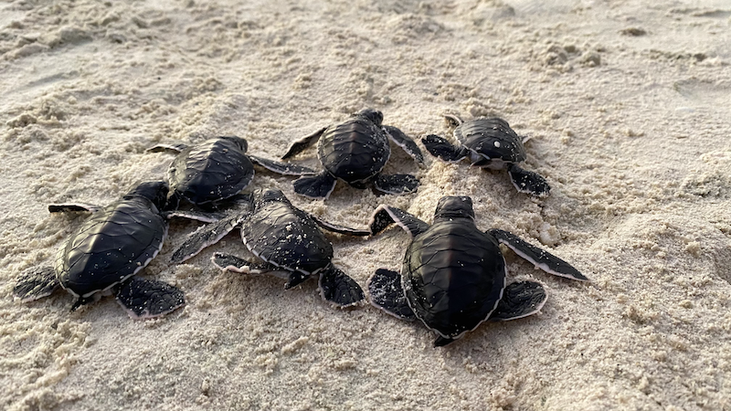 Après l’éclosion, les bébés tortues rejoignent le large en groupe pour se protéger des prédateurs. Crédit photo : Theo Guillaume/Te Mana o te Moana.