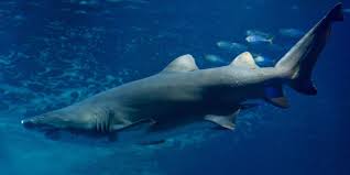 Nouvelle-Calédonie: un nageur tué par un requin