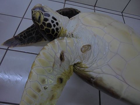 Une nouvelle tortue blessée à Moorea