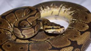 Mais à qui appartient cette mue de python de 4 mètres découverte en Ardèche ?