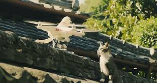 Un drone pour dénicher les oeufs de goélands sur les toits de Trouville