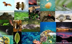 Les ONG appellent les citoyens européens à se mobiliser pour la biodiversité