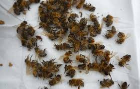 Les apiculteurs américains ont perdu 42% de leurs colonies d'abeilles en un an