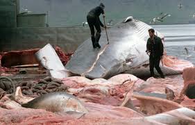 Protestations contre une cargaison de viande de baleine prête à quitter l'Islande