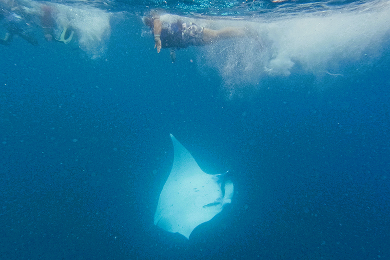 Les collégiens à la rencontre des raies manta
