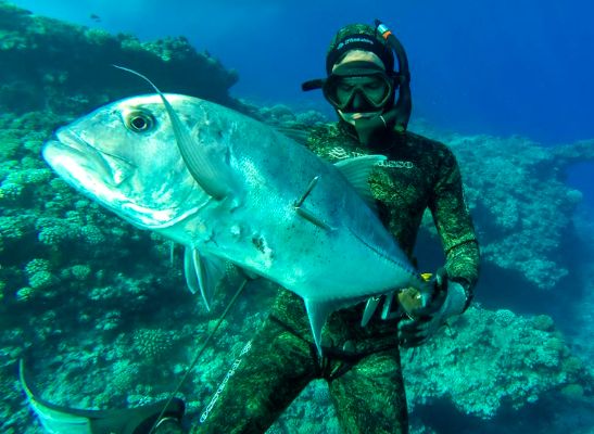 Une carangue de grosse taille. Le paihere devient ensuite Uruati avec l'âge.