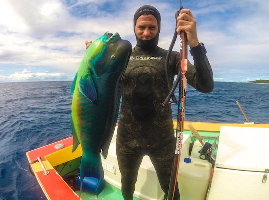 Magnifique perroquet à bosse, efu'.