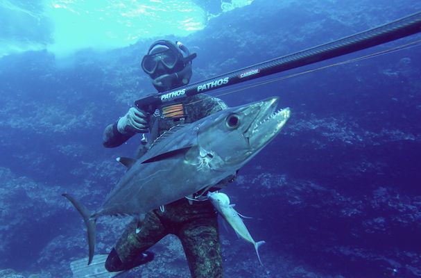Un autre thon, le 'vau' ou thon à dent de chien.