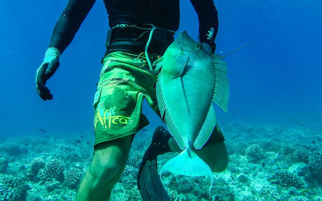 Le ume, un poisson extrêmement méfiant.