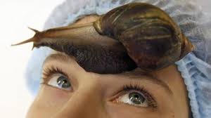 Extrait de raisin contre bave d'escargot: polémique cosmétique autour d'une publicité