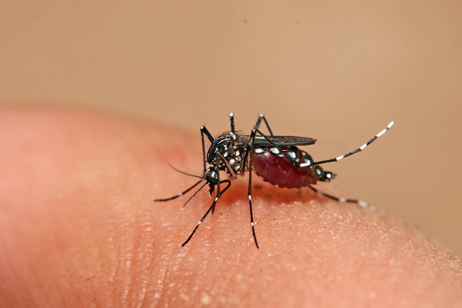 La Polynésie française reste en situation épidémique pour la dengue depuis plus de deux ans.