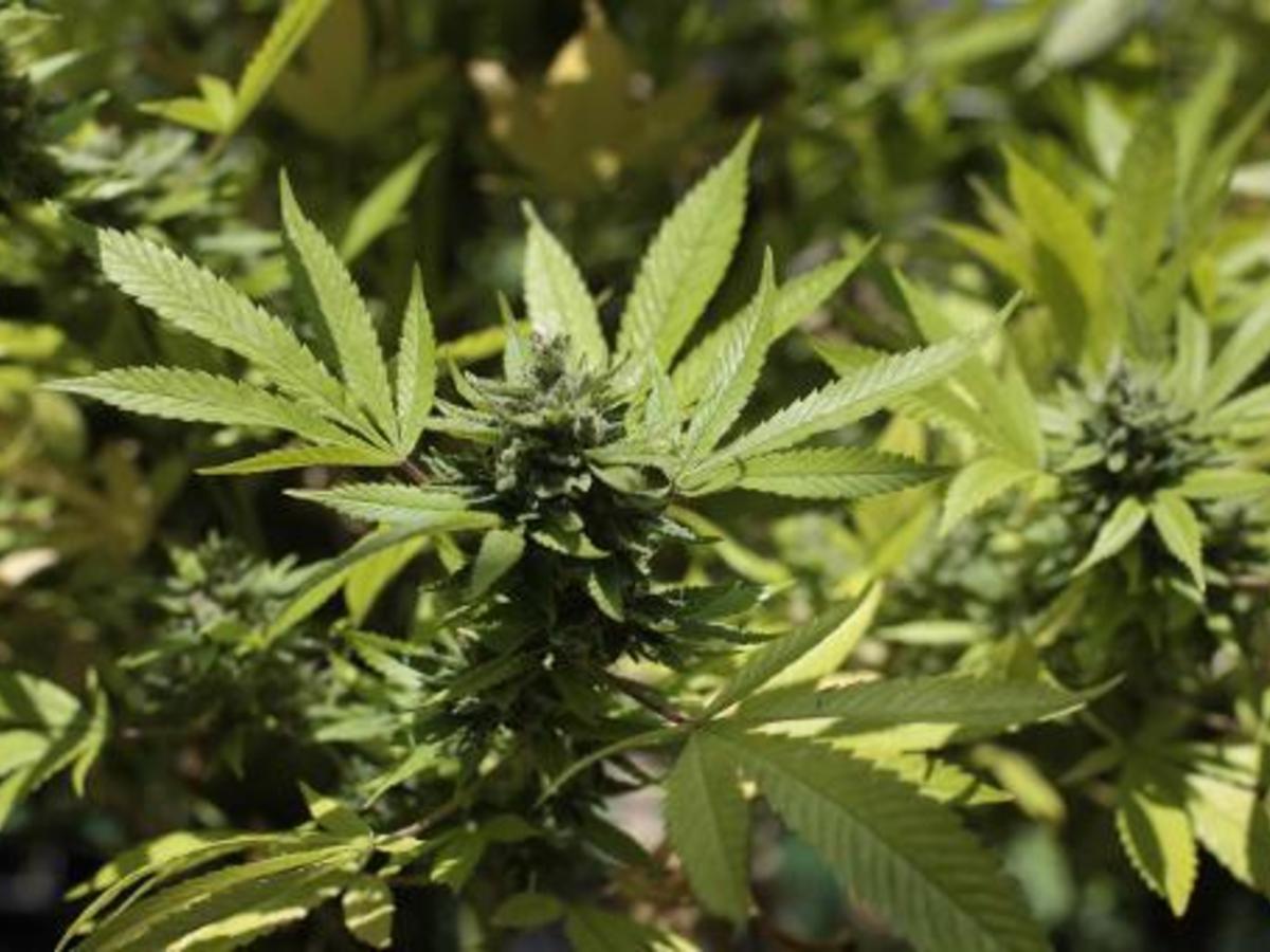 Il voyageait avec des friandises au cannabis