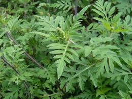 L'ambroisie, une plante très allergisante, continue à progresser en Europe