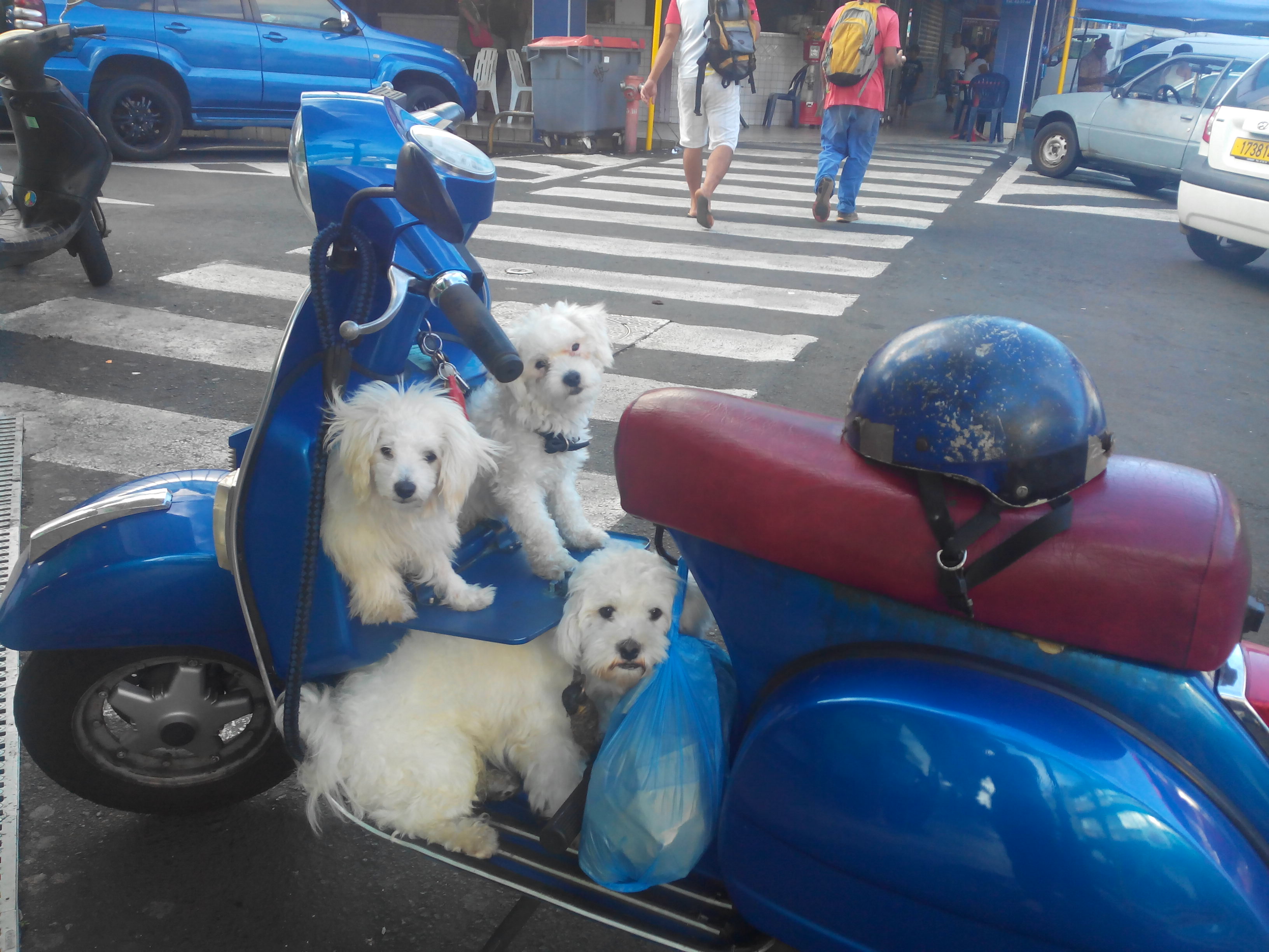 Insolite: aux abords du marché de Papeete, des petits chiens en vespa