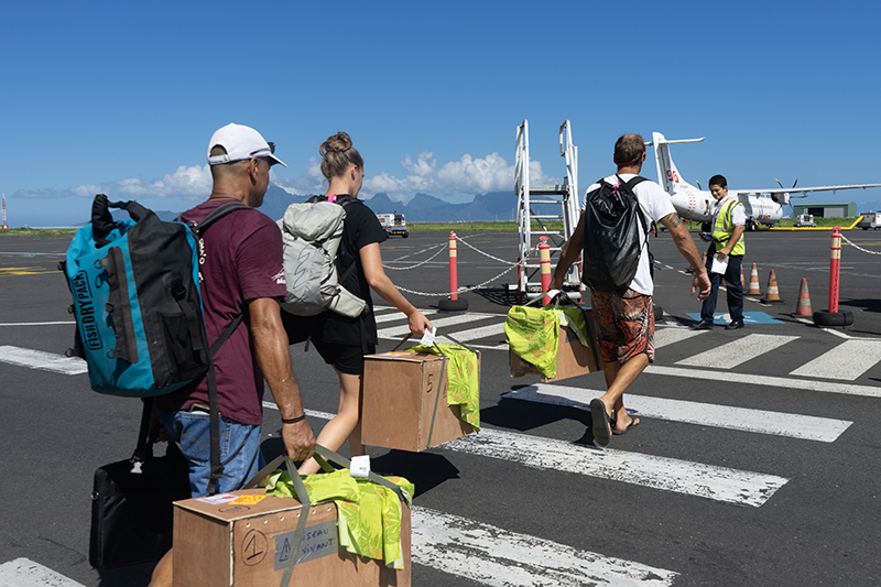 Des ‘ao réintroduits à Huahine