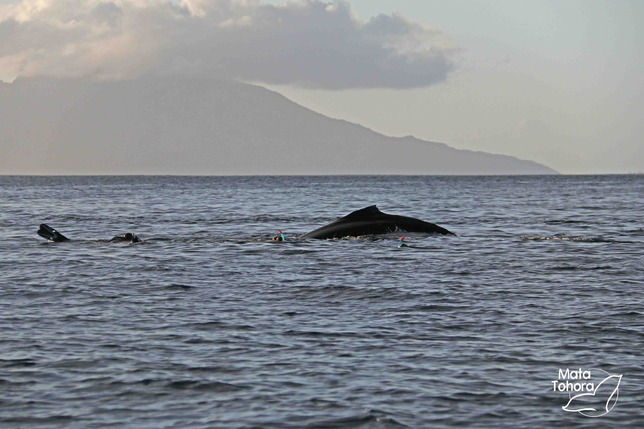Le whale watching génère des pressions anthropiques fortes sur les baleines. Crédit photo : Mata Tohora.