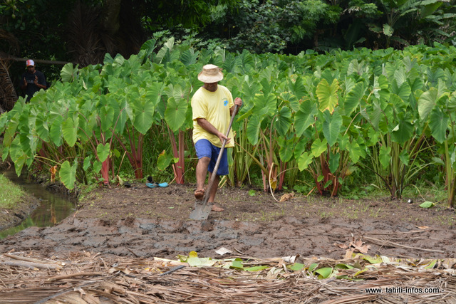 "Forte croissance" de la population aux Australes