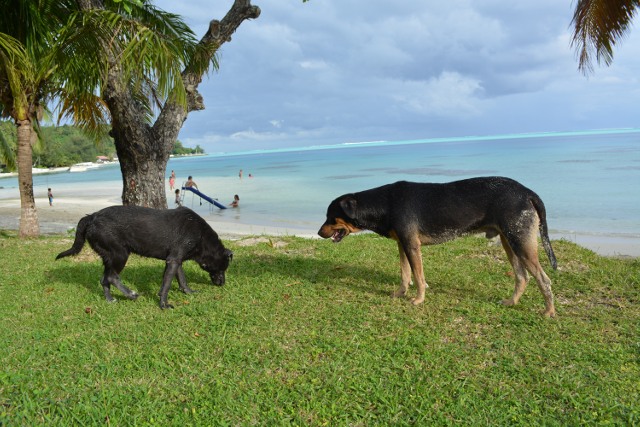 Bora Bora s'attaque aux chiens errants