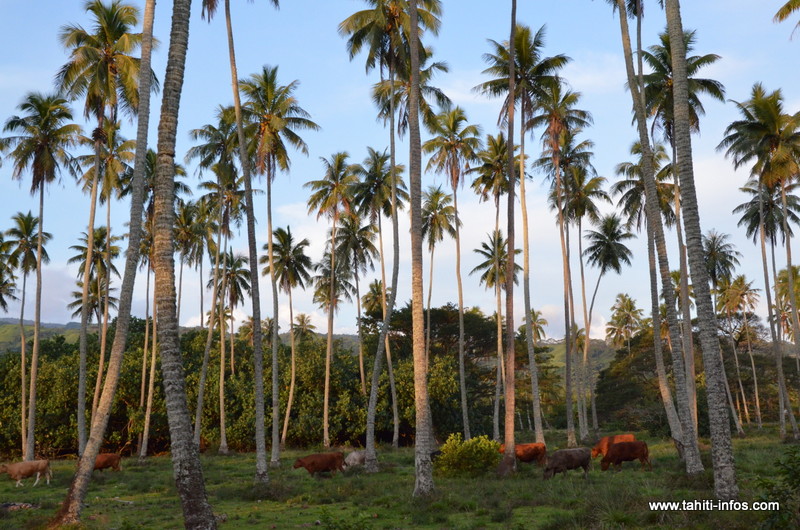Mataiea accueille le 4e forum du patrimoine foncier, ce samedi
