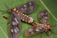 L'accouplement homosexuel des mites, nouvel antimite d'un musée londonien