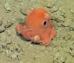 Une petite pieuvre tellement mignonne qu'elle pourrait s'appeler "Adorabilis"