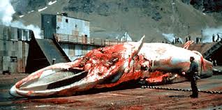 Baleines: la Commission baleinière indécise sur le plan de chasse japonais
