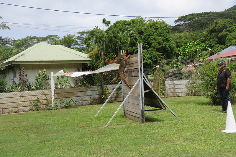 “Des chiens de qualité” pour la première compétition canine de l’année