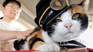 Japon: mort du chat Tama, chef de gare et aimant à touristes