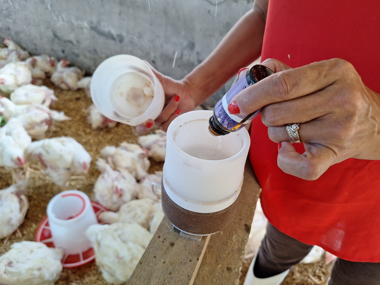 Pour Vaihere, le bonheur est dans le poulailler