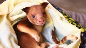 Un kangourou arboricole survit dans la poche d'un wallaby