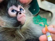 Sida: résultats prometteurs d'un vaccin expérimental sur des singes