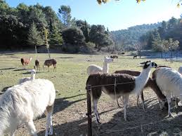 Des lamas remplacent les tondeuses autour d'un IUT de l'Aude
