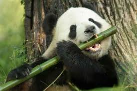 La lenteur du panda explique qu'il s'accommode du bambou